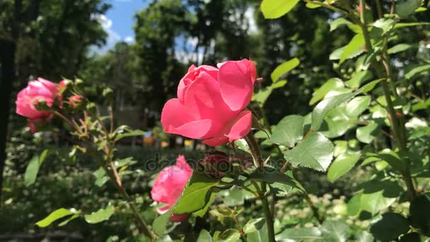 Rosa rossa in giardino — Video Stock