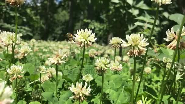 Champ de trèfle dans le jardin — Video