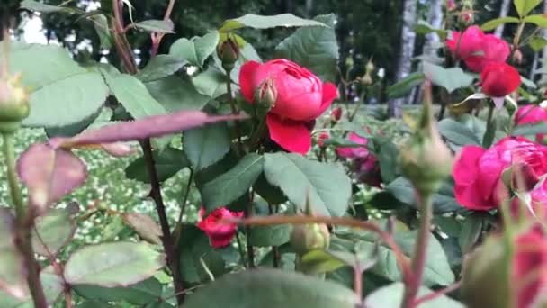 Красная роза в саду — стоковое видео