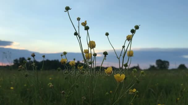 Gelbe Wildblumen bei Sonnenuntergang — Stockvideo