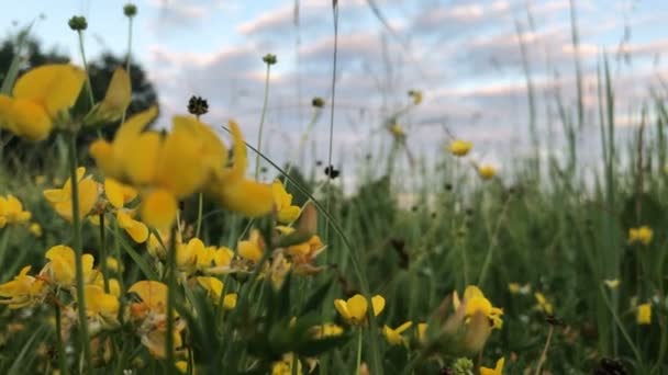 Mooie gele bloemen — Stockvideo