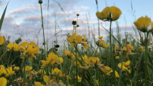 美丽的黄色花朵 — 图库视频影像
