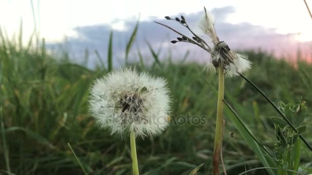 Beautiful large dandelion in a field which blows — Stock Video