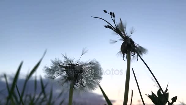 Dandelions against the backdrop of the beautiful sky — Stock Video