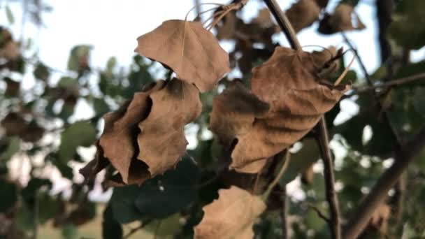 Folhas murchas de uma árvore na floresta — Vídeo de Stock