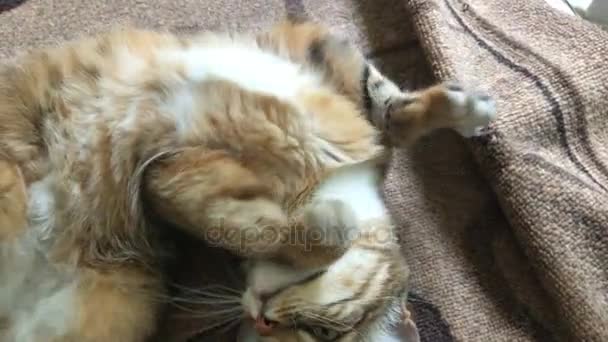 Yeşil gözlü sevimli kedi yerde yatıyor — Stok video