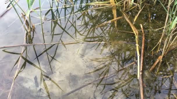 Juncos e grama são refletidos no lago — Vídeo de Stock