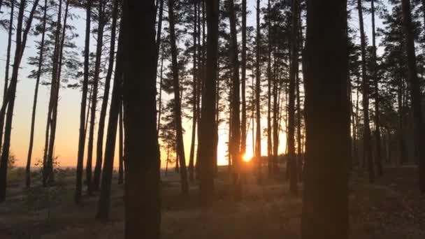 Hermoso atardecer bosque en medio de árboles largos — Vídeos de Stock