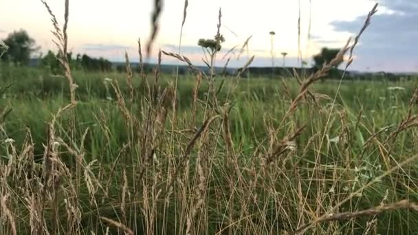 Klásky pšenice v zeleném poli rozvíjet — Stock video