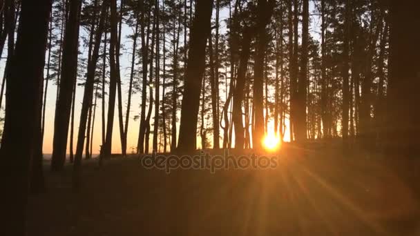 Яркое солнце льет дождь на деревья в лесу — стоковое видео
