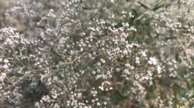 Bush küçük beyaz çiçek