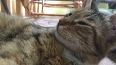 dinlenme sokak yakın çekim yakışıklı kedi şeritler