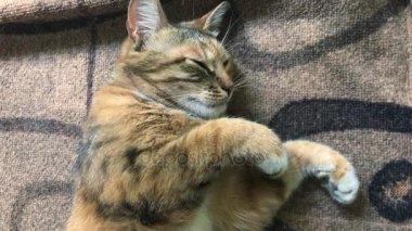 Yumuşak kedi bükülmüş bacaklar ve sonbahar uykuda