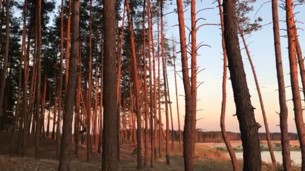 Bellissimi alberi contro il cielo la sera e il tramonto — Video Stock