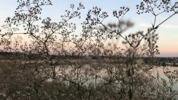 Сухие маленькие цветы на фоне прекрасного неба и озера — стоковое видео