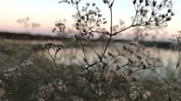 Witte bloesem temidden van het water en de roze avondlucht — Stockvideo