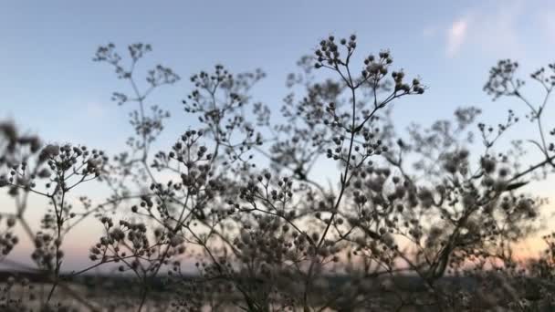 Маленькі красиві квіти на тлі блакитного неба — стокове відео