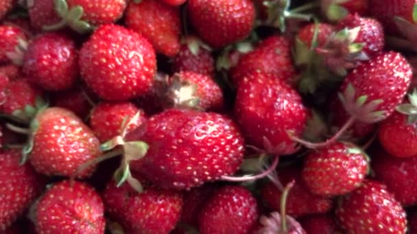 Grande fraise juteuse rouge — Video