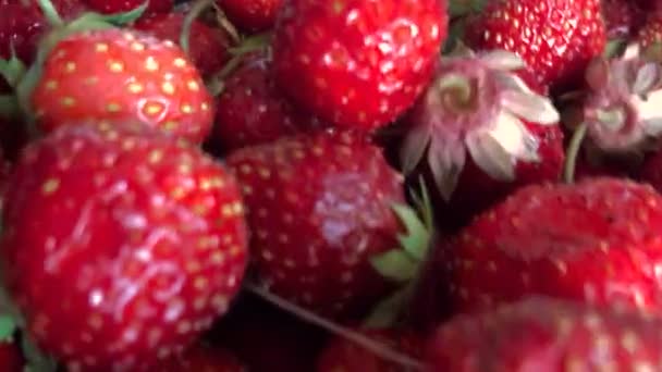 Много ягод красной клубники — стоковое видео