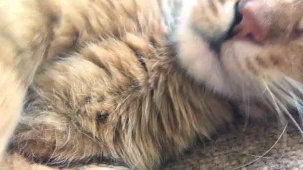 Mooie Kitty leggen en speelde — Stockvideo