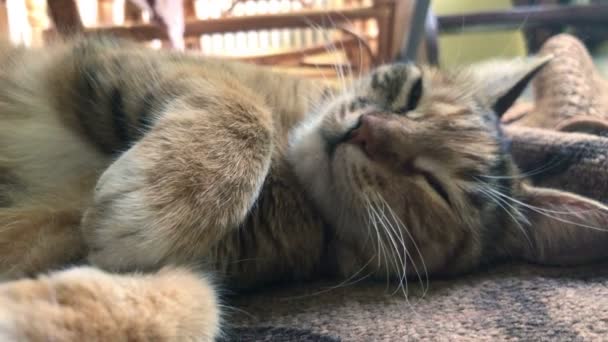 beau chat gris dort 