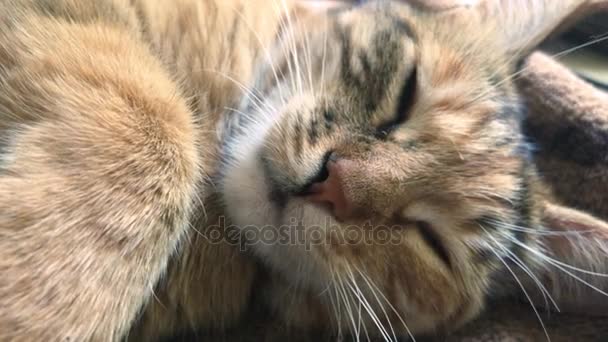 Όμορφη γάτα ρύγχος — Αρχείο Βίντεο