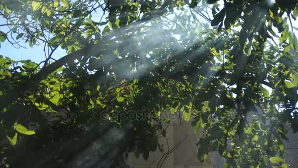 Лучи светят дымом сквозь дерево — стоковое видео