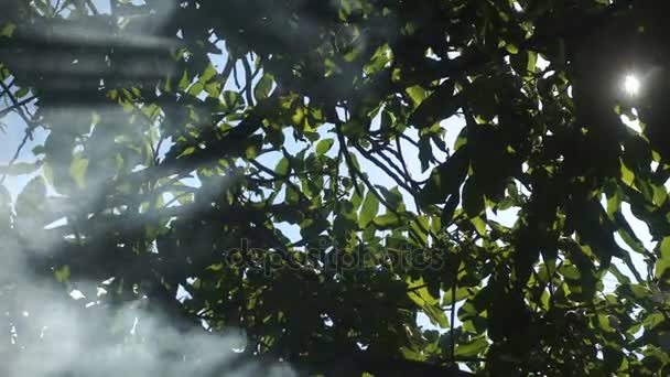 Stralen schijnen met rook door middel van de boom — Stockvideo