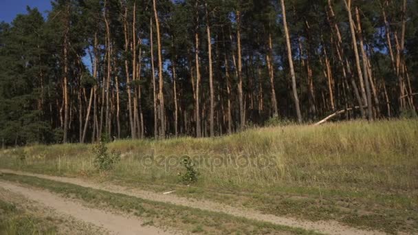 Belle jeune femme au volant d'un vélo — Video