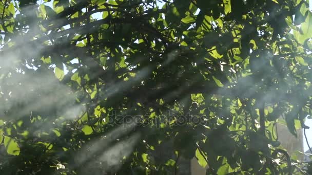 Rayos brillan con humo a través del árbol — Vídeos de Stock