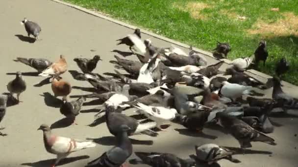 Muchas aves picoteando maíz en el verano — Vídeos de Stock