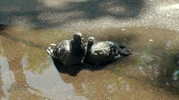 Pájaros se sientan en el agua en el camino en el Parque — Vídeos de Stock