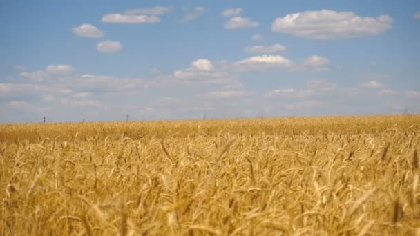 Bella ragazza corre su un campo di grano in abito — Video Stock