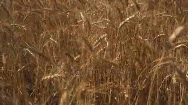 Espiguillas de trigo dorado en el primer plano del campo — Vídeos de Stock