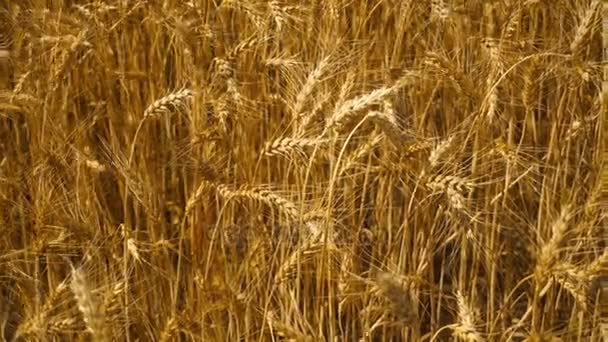 Kız el buğday spikelet yakın çekim kendiniyoluyor — Stok video