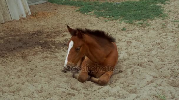 Brązowy koń leży na piasku. — Wideo stockowe