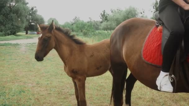 Close up van mooi bruin klein paard — Stockvideo