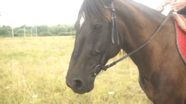 Namlu, yakın çekim güzel büyük at