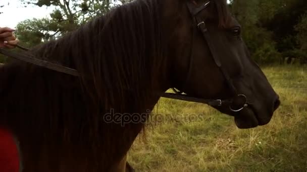 Close-up de um belo cavalo marrom — Vídeo de Stock