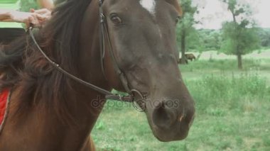Namlu kamera önünde güzel kahverengi at olduğunu