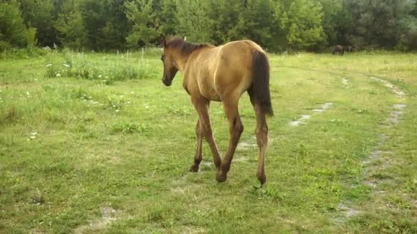 Beetje bruin veulen loopt op het gras in de straat — Stockvideo