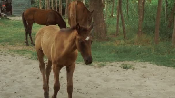 Pequenos cavalos castanhos estão andando pela rua — Vídeo de Stock