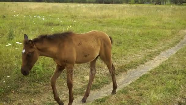 Poulain brun marche sur un sentier pédestre 