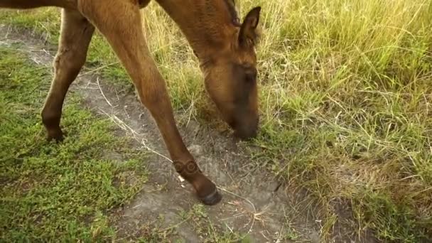 Potrillo corriendo y come hierba — Vídeos de Stock