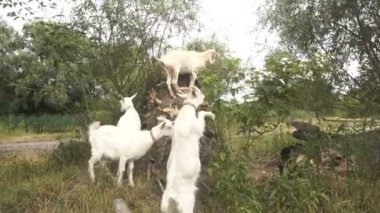 küçük çocuklar tırmandı bir ağaç yukarı ve yaprakları yemek