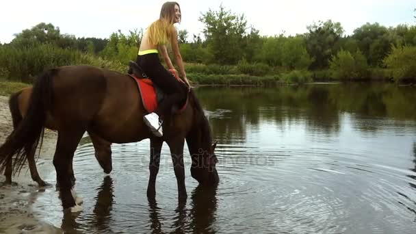 Beautiful big horse with rider drinks water — Stock Video