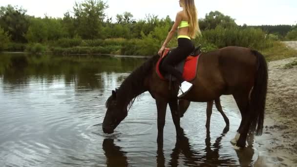 Brązowy koń z jeździec stoi w jeziora i wody pitnej — Wideo stockowe