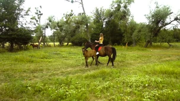 Спортивная девушка едет на лошади рядом с жеребцом на траве — стоковое видео