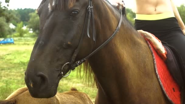 Gran hermoso amable ojos caballo primer plano — Vídeo de stock