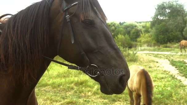 Schönes großes Pferd mit Mähne steht auf der Straße und knabbert Zaumzeug — Stockvideo